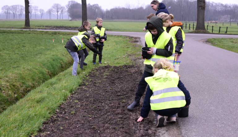 bloemen zaaien 2013